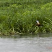 049 LOANGO Riviere Rembo Ngove Oiseau Jacana a Poitrine Doree Actophilornis africana 12E5K2IMG_78588wtmk.jpg